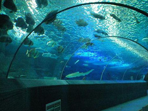 海底世界用臭氧发生器